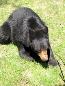 Female black bear (Russell Steven Powell photo)